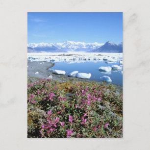 Noord-Amerika, VS, Alaska, Prince William Briefkaart