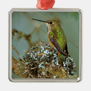 Noord-Amerika, VS, Alaska. Rosse kolibrie Metalen Ornament