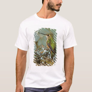 Noord-Amerika, VS, Alaska. Rosse kolibrie T-shirt