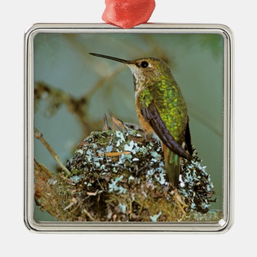 Noord-Amerika, VS, Alaska. Rufous Humming Metalen Ornament (Voorkant)