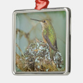 Noord-Amerika, VS, Alaska. Rufous Humming Metalen Ornament (Links)