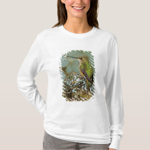 Noord-Amerika, VS, Alaska. Rufous Humming T-shirt