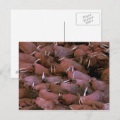 Noord-Amerika, VS, Alaska, Yukon Delta Nationaal Briefkaart (Voorkant / Achterkant)