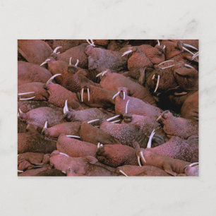 Noord-Amerika, VS, Alaska, Yukon Delta Nationaal Briefkaart