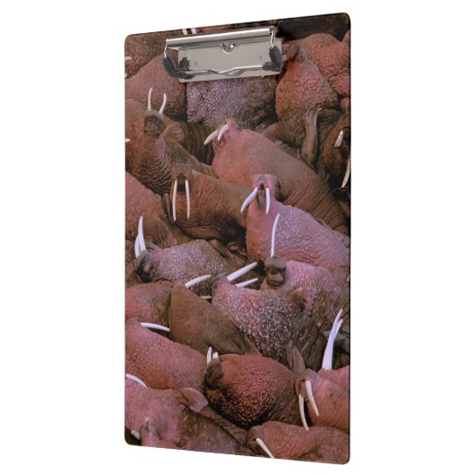 Noord-Amerika, VS, Alaska, Yukon Delta Nationaal Klembord (Links)