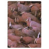 Noord-Amerika, VS, Alaska, Yukon Delta Nationaal Klembord (Achterkant)