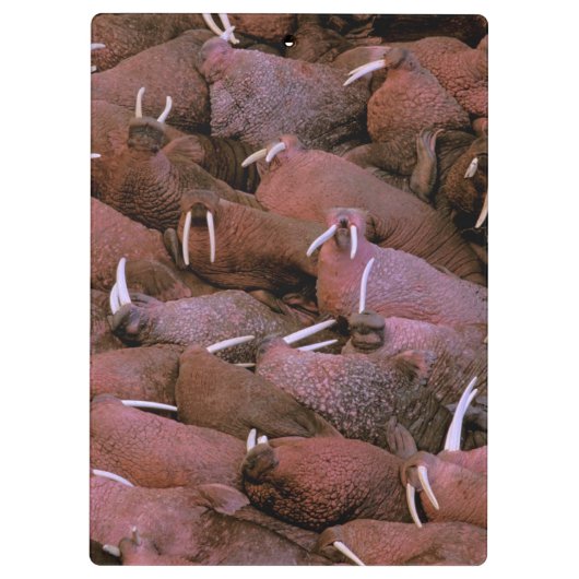 Noord-Amerika, VS, Alaska, Yukon Delta Nationaal Klembord (Achterkant)