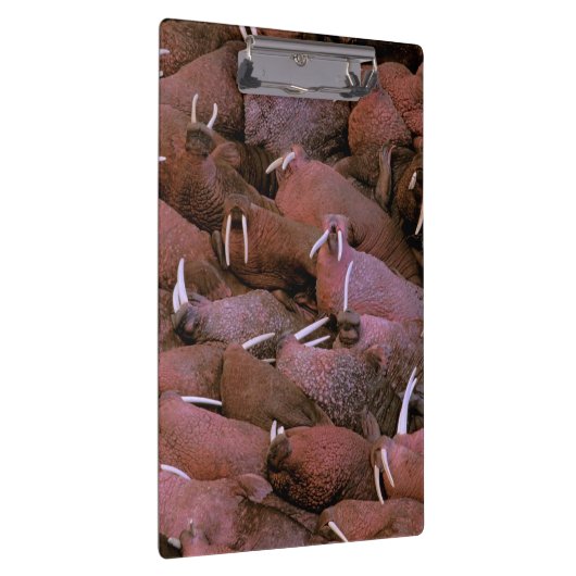 Noord-Amerika, VS, Alaska, Yukon Delta Nationaal Klembord (Rechts)