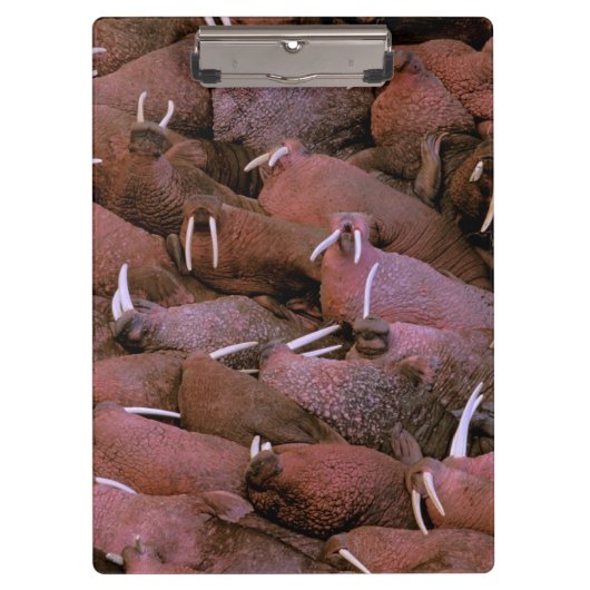 Noord-Amerika, VS, Alaska, Yukon Delta Nationaal Klembord (Voorkant)