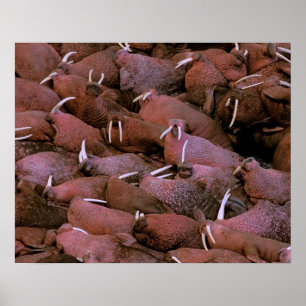 Noord-Amerika, VS, Alaska, Yukon Delta Nationaal Poster