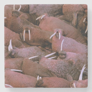 Noord-Amerika, VS, Alaska, Yukon Delta Nationaal Stenen Onderzetter