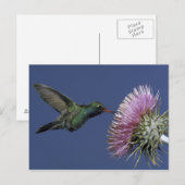 Noord-Amerika, VS, Arizona. Breedbuikkoel Briefkaart (Voorkant / Achterkant)