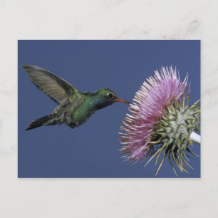 Noord-Amerika, VS, Arizona. Breedbuikkoel Briefkaart