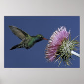 Noord-Amerika, VS, Arizona. Breedbuikkoel Poster (Voorkant)