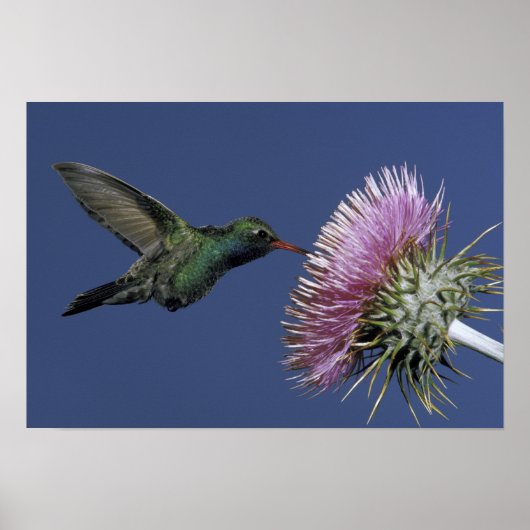 Noord-Amerika, VS, Arizona. Breedbuikkoel Poster (Voorkant)