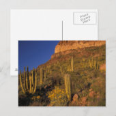 Noord-Amerika, VS, Arizona, Organ Pipe Cactus 2 Briefkaart (Voorkant / Achterkant)