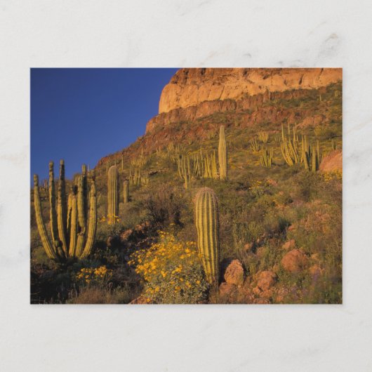 Noord-Amerika, VS, Arizona, Organ Pipe Cactus 2 Briefkaart (Voorkant)