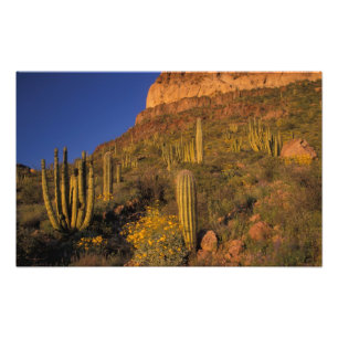 Noord-Amerika, VS, Arizona, Organ Pipe Cactus 2 Foto Afdruk