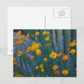 Noord-Amerika, VS, Arizona, Organ Pipe Cactus Briefkaart (Voorkant / Achterkant)