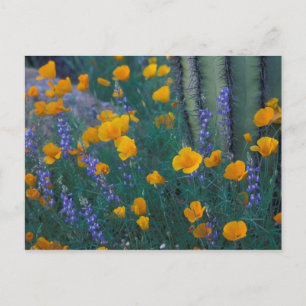 Noord-Amerika, VS, Arizona, Organ Pipe Cactus Briefkaart