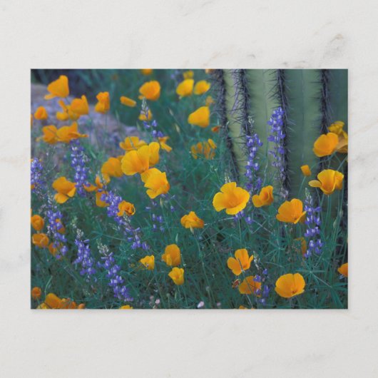 Noord-Amerika, VS, Arizona, Organ Pipe Cactus Briefkaart (Voorkant)