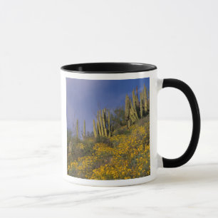 Noord-Amerika, VS, Arizona, Organ Pipe Cactus Mok