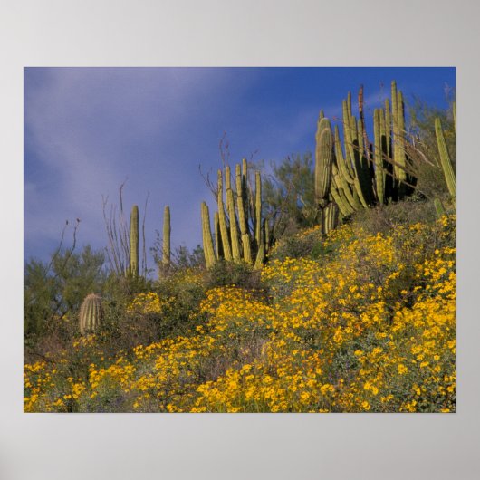 Noord-Amerika, VS, Arizona, Organ Pipe Cactus Poster (Voorkant)