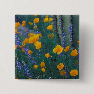 Noord-Amerika, VS, Arizona, Organ Pipe Cactus Vierkante Button 5,1 Cm