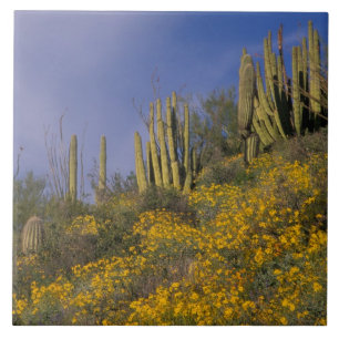 Noord-Amerika, VS, Arizona, orgelpijpcactus Tegeltje