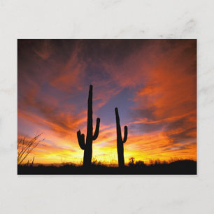 Noord-Amerika, VS, Arizona, Sonoran-woestijn. Briefkaart