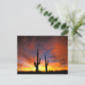 Noord-Amerika, VS, Arizona, Sonoran-woestijn. Briefkaart (Staand voorkant)