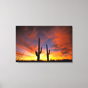 Noord-Amerika, VS, Arizona, Sonoran-woestijn. Canvas Afdruk