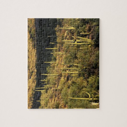 Noord-Amerika, VS, Arizona, Sonoran-woestijn Legpuzzel (Verticaal)