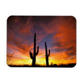 Noord-Amerika, VS, Arizona, Sonoran-woestijn. Magneet (Horizontaal)