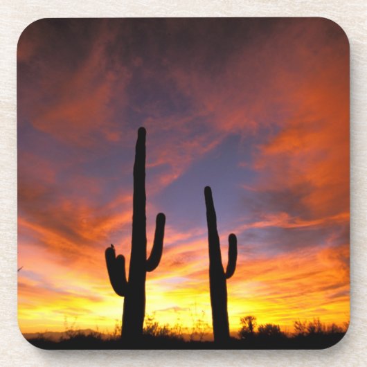 Noord-Amerika, VS, Arizona, Sonoran-woestijn. Onderzetter (Voorkant)