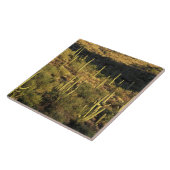 Noord-Amerika, VS, Arizona, Sonoran-woestijn Tegeltje (Zijkant)