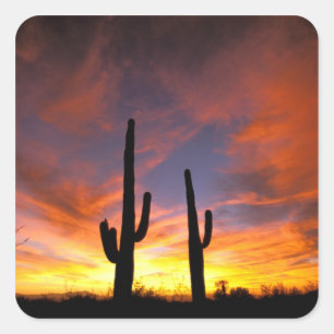 Noord-Amerika, VS, Arizona, Sonoran-woestijn. Vierkante Sticker