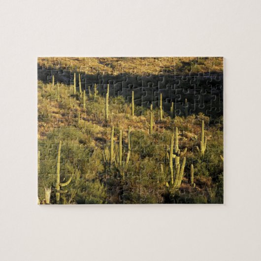 Noord-Amerika, VS, Arizona, Sonorawoestijn Legpuzzel (Horizontaal)