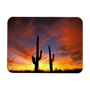 Noord-Amerika, VS, Arizona, Sonorawoestijn. Magneet