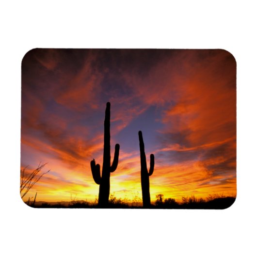 Noord-Amerika, VS, Arizona, Sonorawoestijn. Magneet (Horizontaal)