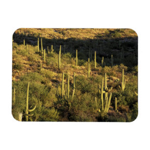 Noord-Amerika, VS, Arizona, Sonorawoestijn Magneet