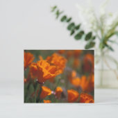 Noord-Amerika, VS, Californië, Antelope Valley, Briefkaart (Staand voorkant)