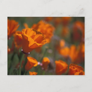 Noord-Amerika, VS, Californië, Antelope Valley, Briefkaart