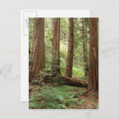 Noord-Amerika, VS, Californië, Big Sur, Briefkaart (Voorkant / Achterkant)