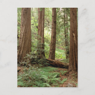 Noord-Amerika, VS, Californië, Big Sur, Briefkaart