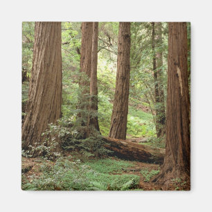 Noord-Amerika, VS, Californië, Big Sur, Magneet