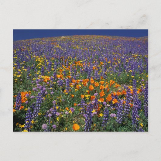 Noord-Amerika, VS, Californië, Los Angeles 2 Briefkaart (Voorkant)