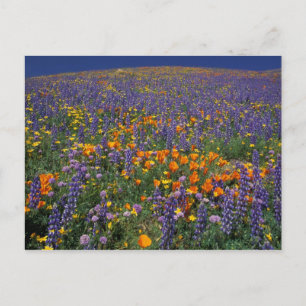 Noord-Amerika, VS, Californië, Los Angeles 2 Briefkaart