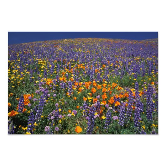 Noord-Amerika, VS, Californië, Los Angeles 2 Foto Afdruk (Voorkant)