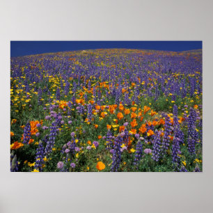 Noord-Amerika, VS, Californië, Los Angeles 2 Poster